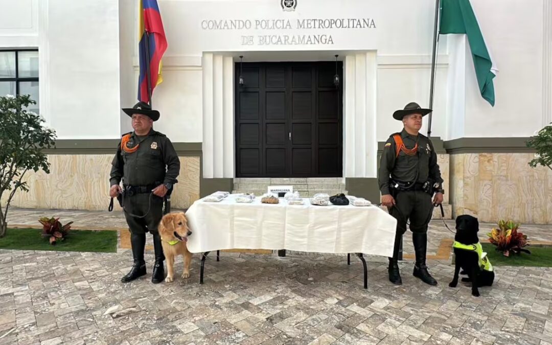 Video: Así fue la incautación de 11 mil gramos de marihuana en pleno centro de Bucaramanga