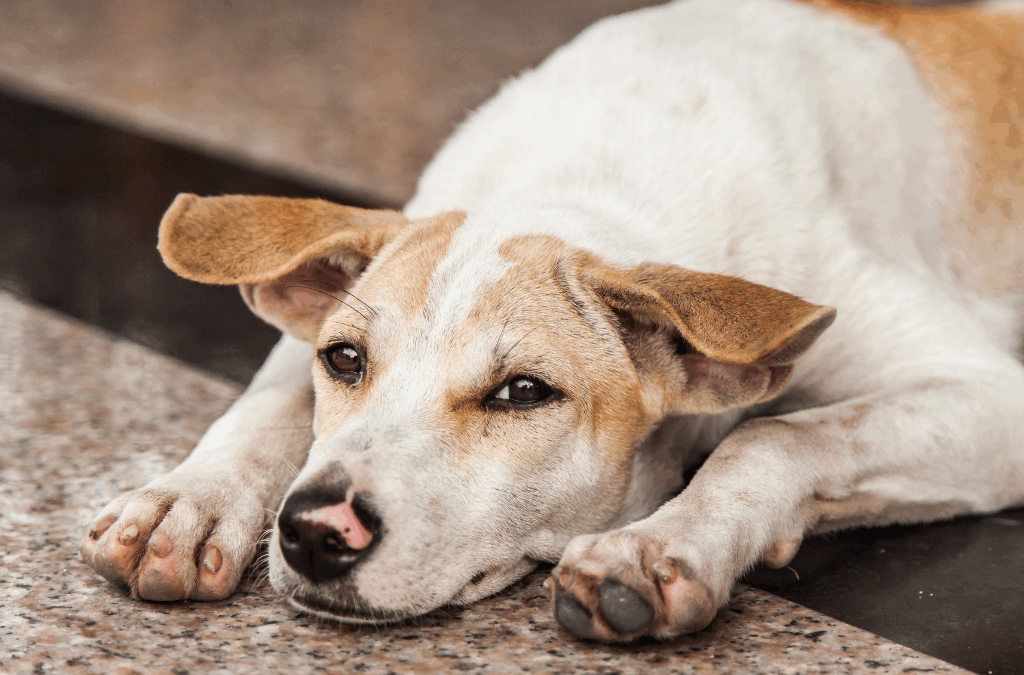 Murió el perrito herido en la masacre de Floridablanca: la bala explotó dentro de su cuerpo
