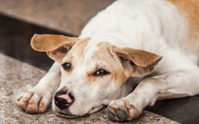 Murió el perrito herido en la masacre de Floridablanca: la bala explotó dentro de su cuerpo