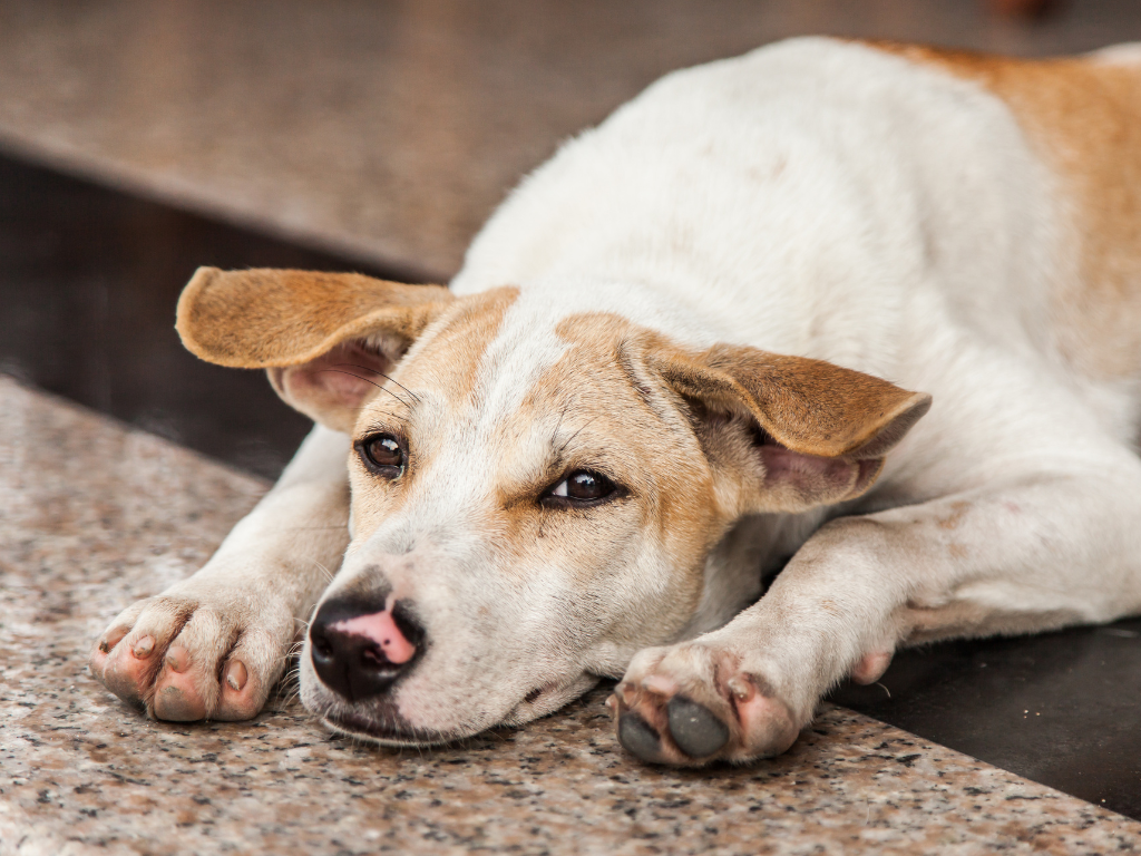 WEB Vi – No borrar porfa