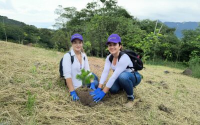 Sembrarán 300 árboles nativos para restaurar ecosistemas en Piedecuesta
