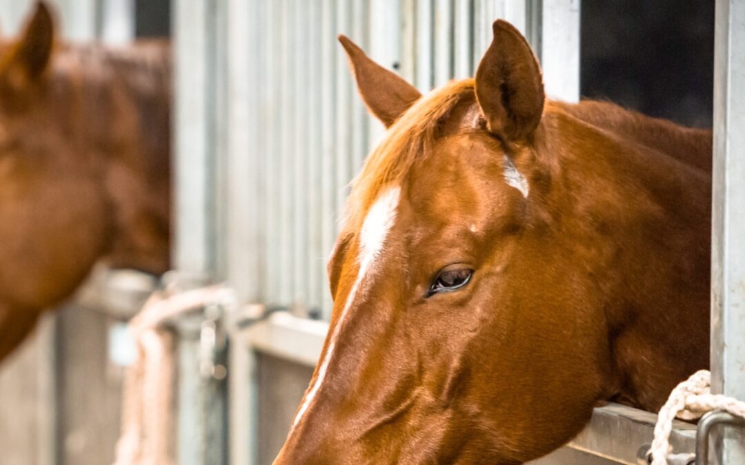 Polémica en las ferias de Barichara por presunto maltrato a caballos en cabalgata