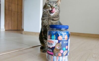 Veterinarios alertan: Halloween eleva el riesgo de intoxicación en perros y gatos