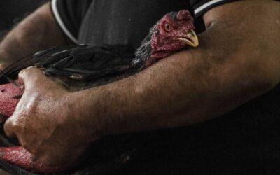 Hombre murió atacado por su propio gallo de pelea durante una competencia