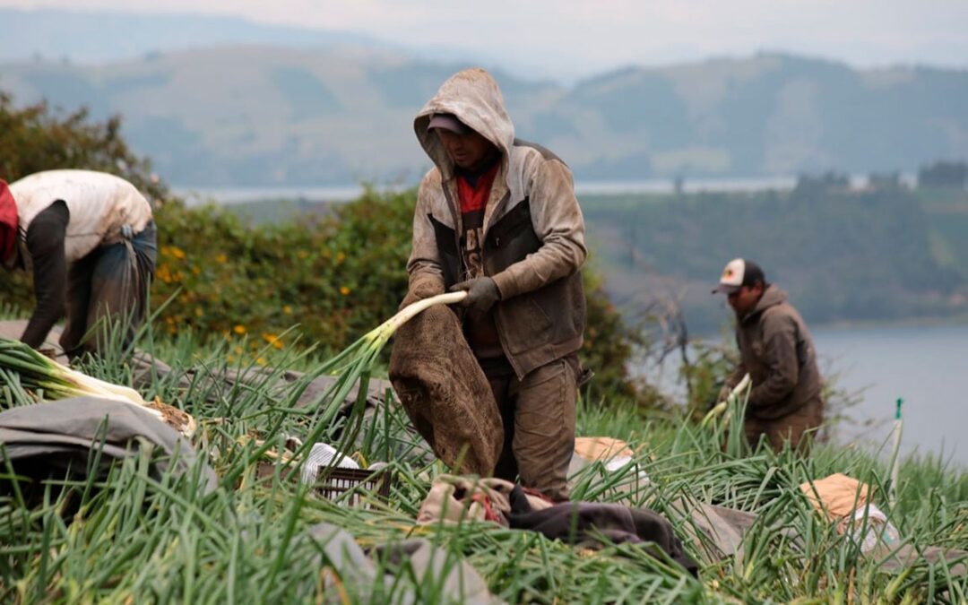 La Corte Constitucional avala la creación de la Jurisdicción Agraria y Rural