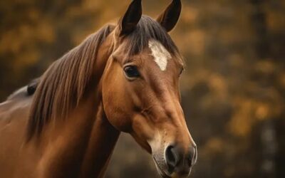 Autoridades investigan muerte de caballo en evento de San Gil