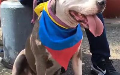 Ámbar, símbolo animalista en elecciones atípicas de Bucaramang