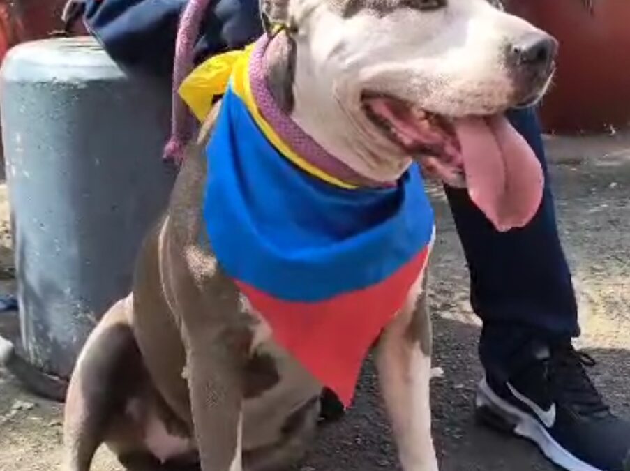 Ámbar, símbolo animalista en elecciones atípicas de Bucaramang