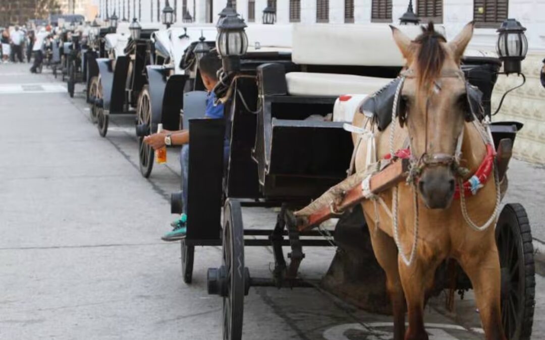 Fin de los coches de caballos en el Centro Histórico de Cartagena