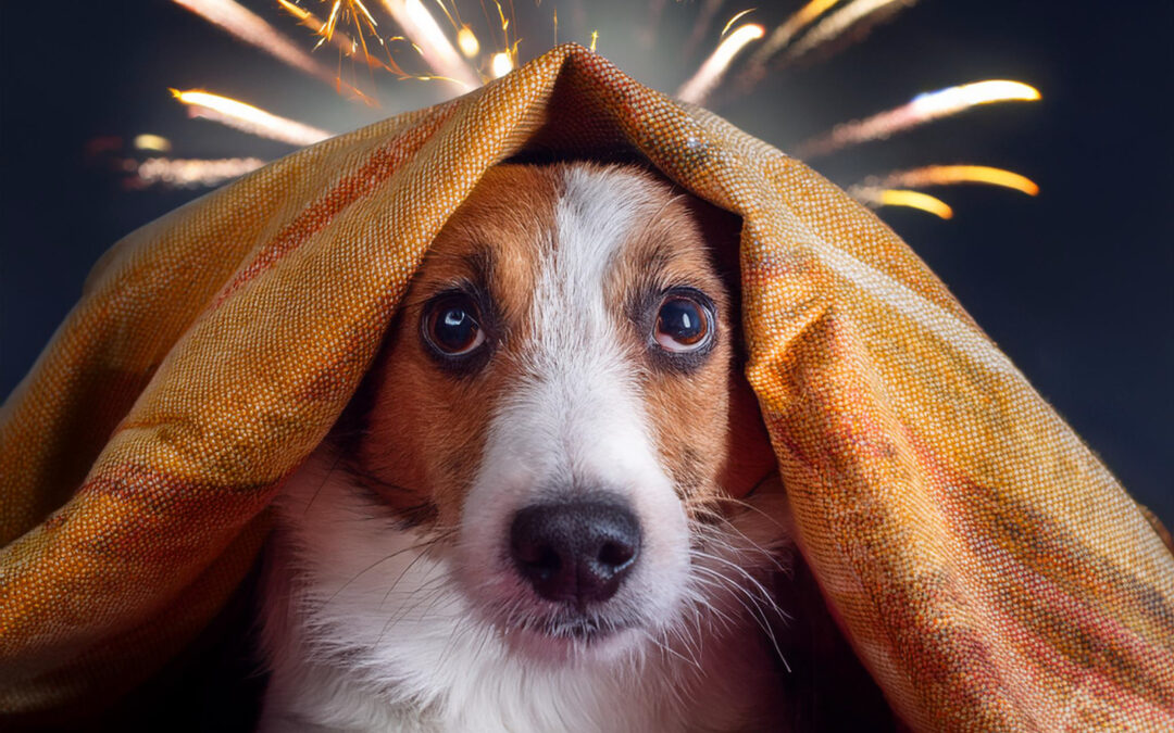 La pólvora dispara los casos de estrés en mascotas