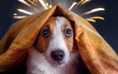 La pólvora dispara los casos de estrés en mascotas