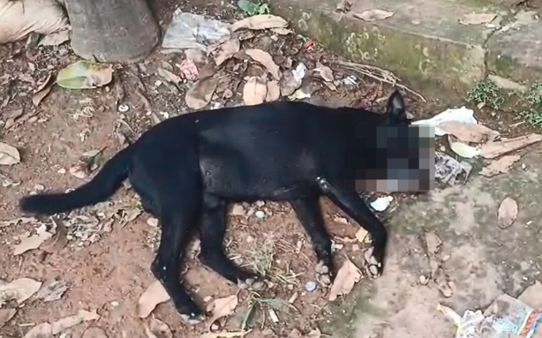 VIDEO. Comunidad denuncia muerte de un canino en Santa Ana