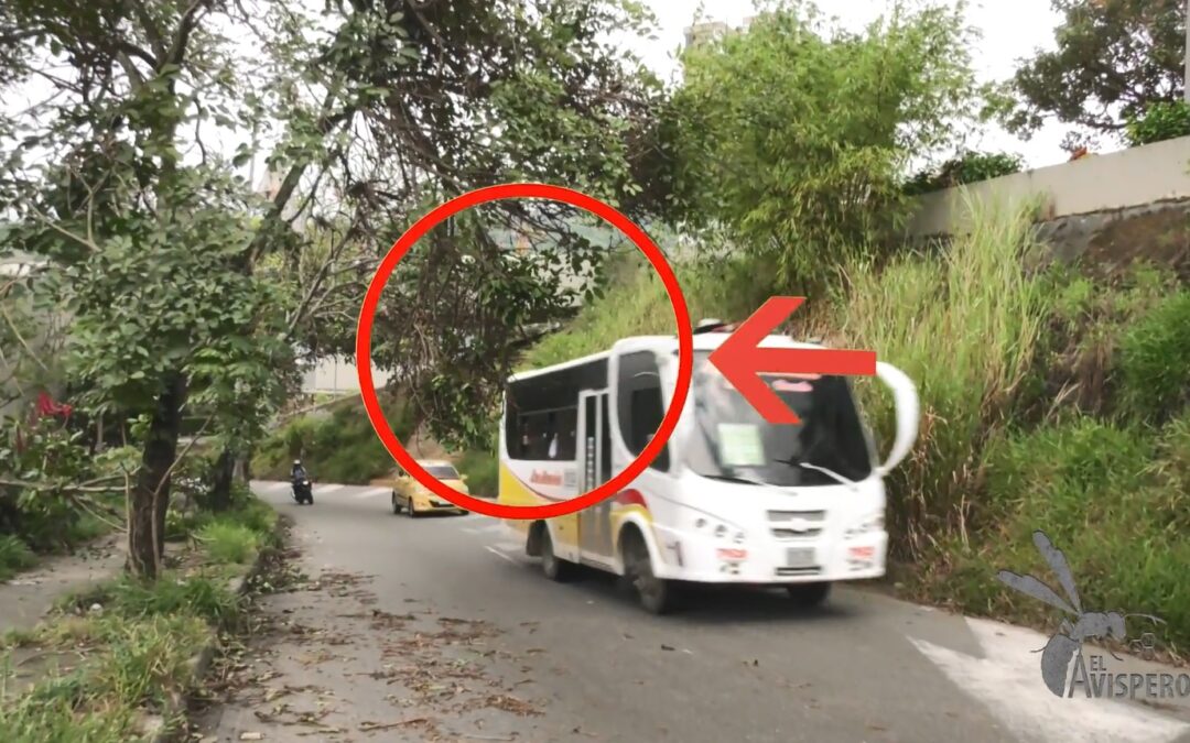 Peligro latente en Bucaramanga: árbol inclinado amenaza en plena vía