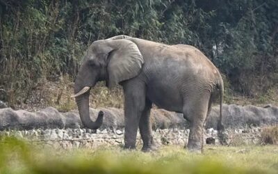 Confirman muerte de turista tras ataque de elefante en Tailandia