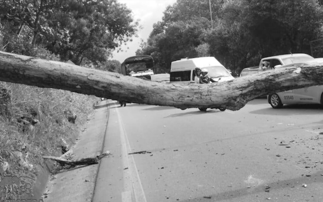 Árboles que siguen matando