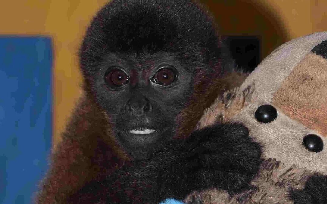No es ternura, es trauma: el caso del mono que busca a su madre en un peluche