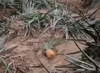 Lluvias devastaron hasta el 70% de cultivos de piña en Santander