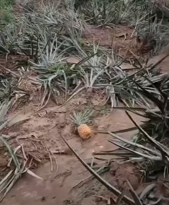 Lluvias devastaron hasta el 70% de cultivos de piña en Santander