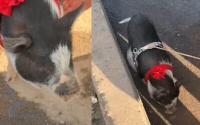 “Lola”, la cerdita que se robó el show en medio de los bloqueos