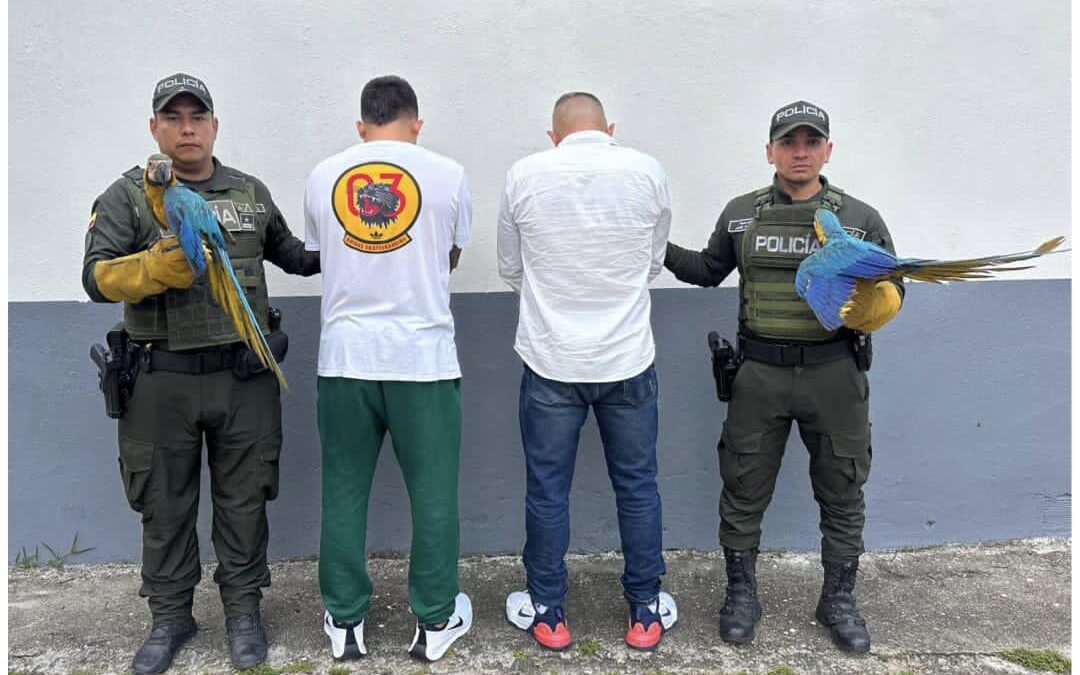 Intentaban comercializar dos guacamayas, pero fueron capturados en Bucaramanga