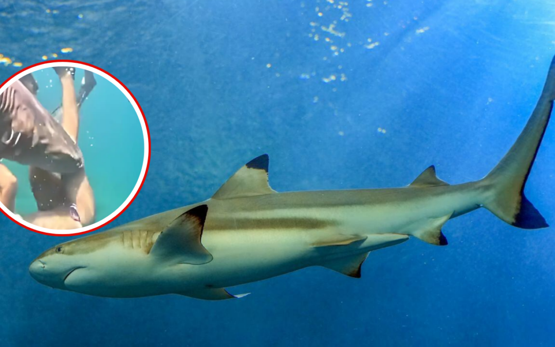 Turista fue atacada por tiburón durante excursión en el mar