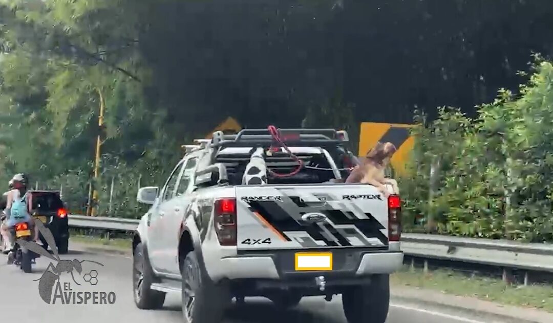Lo que faltaba: perros viajaban sin protección en el platón de una camioneta