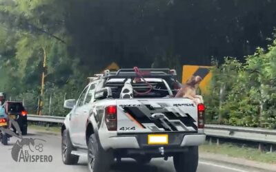 Lo que faltaba: perros viajaban sin protección en el platón de una camioneta