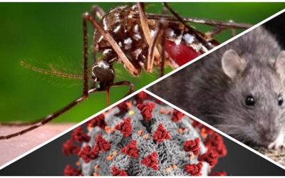Autoridades vigilan posibles casos de hantavirus y otras enfermedades respiratorias en Santander