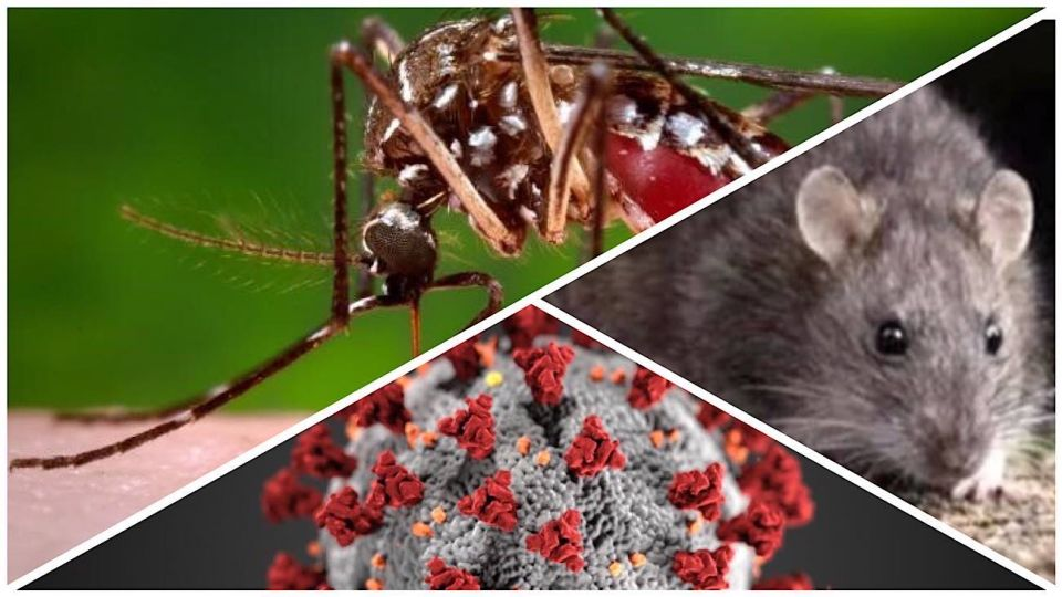 Autoridades vigilan posibles casos de hantavirus y otras enfermedades respiratorias en Santander