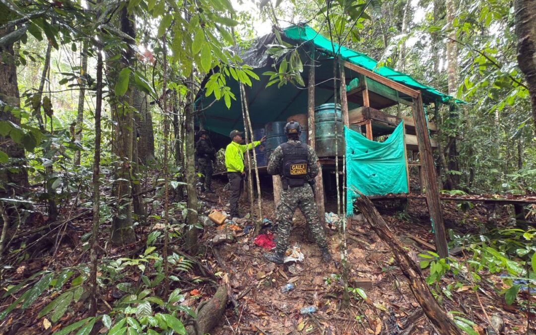 Golpe al Clan del Golfo en Santander: destruyen gigantesco laboratorio de coca en Betulia