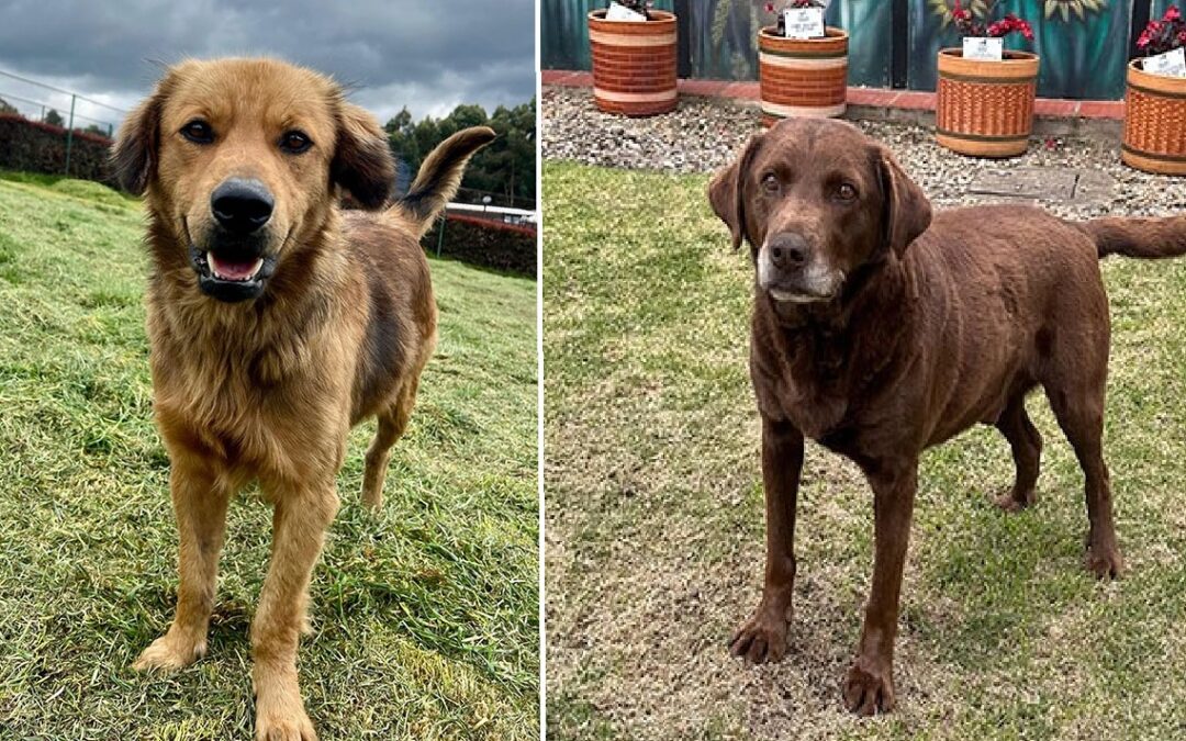 Más de 400 perros buscan hogar gracias a campaña inspirada en el Mundial de Fútbol