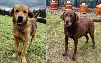 Más de 400 perros buscan hogar gracias a campaña inspirada en el Mundial de Fútbol