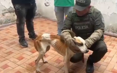 Autoridades rescataron a dos mascotas tras una denuncia en Girón