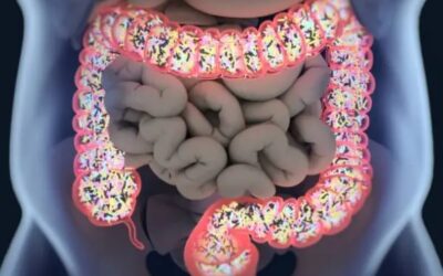 La microbiota intestinal: el aliado silencioso que protege la salud desde el interior