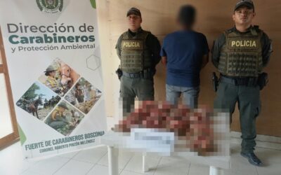 ¿Qué estaba pasando con las 14 hicoteas encontradas dentro de una caja de icopor en Bosconia?