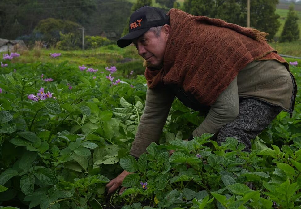 ‘Campesino’ no es vocablo despectivo