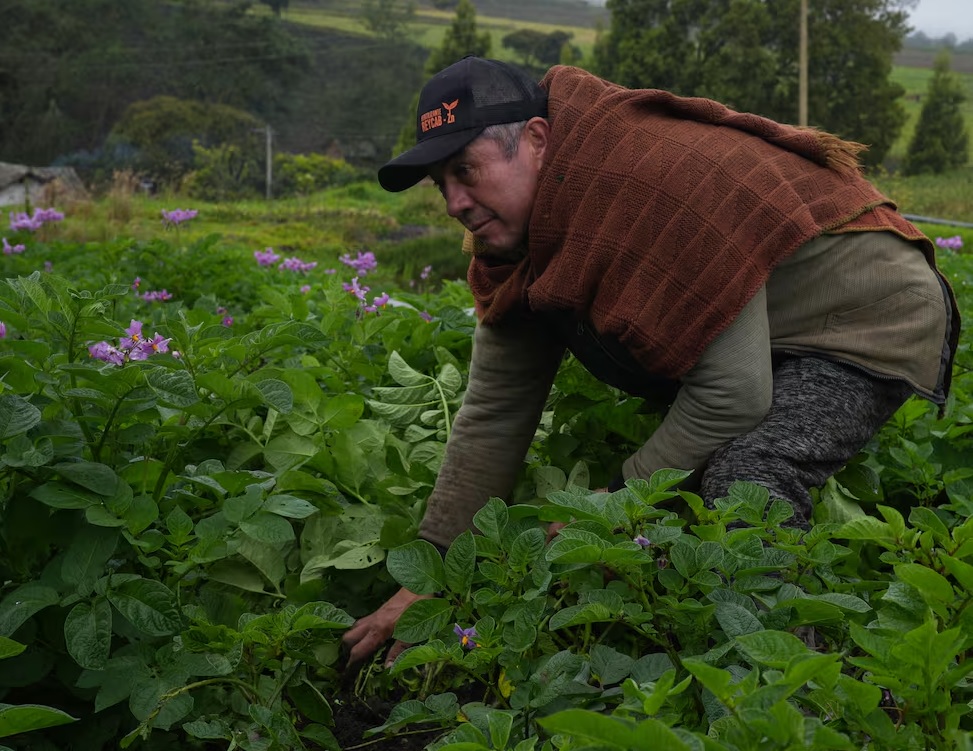Campesino