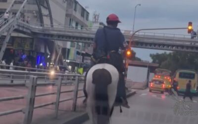 ¿Y el carril exclusivo para caballos? La curiosa escena que encendió las alarmas en Bucaramanga