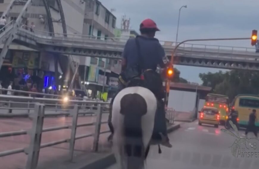 ¿Y el carril exclusivo para caballos? La curiosa escena que encendió las alarmas en Bucaramanga