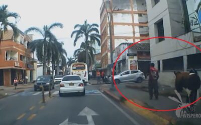 ¡Muuuucha movilidad! Una vaca paseó por las vías de Floridablanca