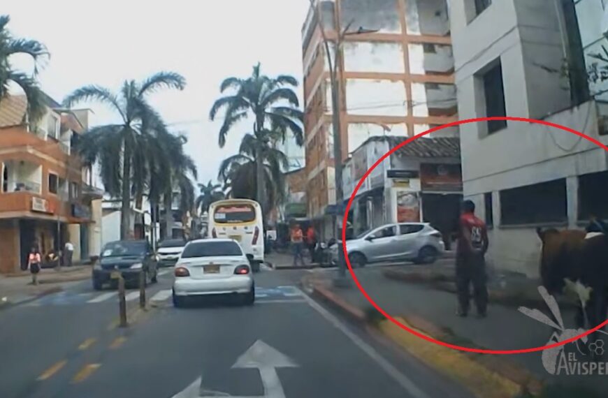 ¡Muuuucha movilidad! Una vaca paseó por las vías de Floridablanca